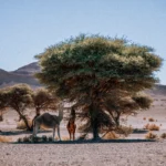 Tour de 3 Dias de Agadir ao Deserto do Sahara
