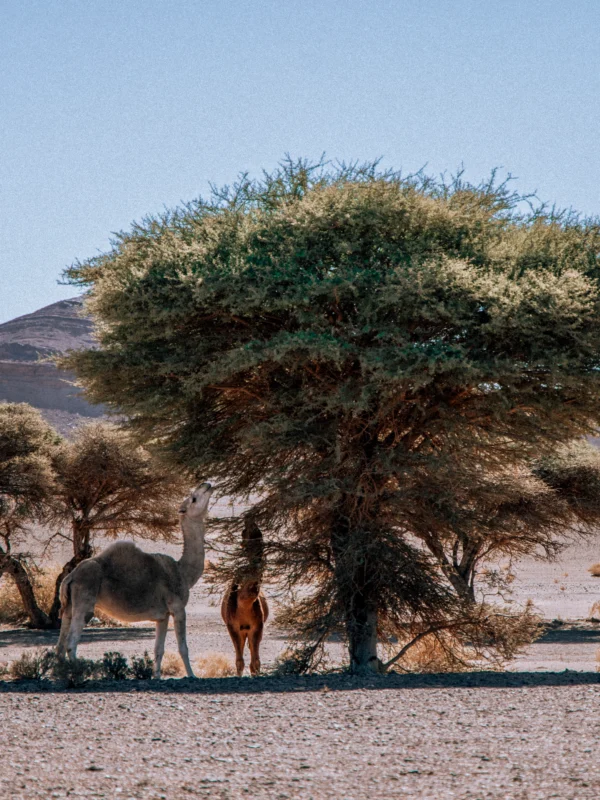 Tour de 2 Dias de Marrakech ao Deserto de Zagora