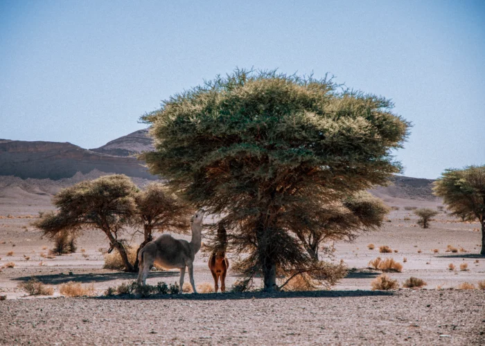 Tour de 2 Dias de Marrakech ao Deserto de Zagora